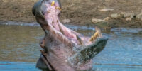 Big Mouthed Hippopotamas ???????????????????????????????????????????????????????????????????????????????????????????????????????????????????????????????????????????????????????????????????????????????????????