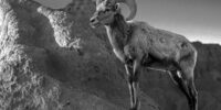 Bighorn of the Badlands ?????????????????????????????????????????????????????????????????????????