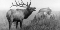 Black and White Bull Elk ????????????????????????????????????????????????????????????????????????????????????????????????????????????????????????????????????????????????????????????????????????????????????????????