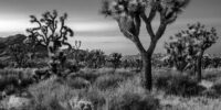 Black and White Joshua Trees at Dusk ???????????????????????????????????????????????????????????????????????????????????????????????????????????????????????????????????????????????????????????????????????????????????????????????????????????