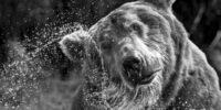 Black and White Water Sling - Grizzly Bear ?????????????????????????????????????????????????????????????????????????????????????????????????????????????????????????????????????????????????????????????????????????????????????????????????????????????????????????????????????????