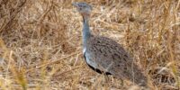 Buff-crested Bustard
