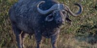 Cape Buffalo Bull ????????????????????????????????????????????????????????????????????????????????????????????????????????????????????????????????????????????????????