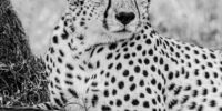 Cheetah Portrait - Black and White ?????????????????????????????????????????????????????????????????????????????????????????????????????????????????????????????????????????????????????????????????????????????????????????????????????????????????????????????????????