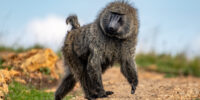 Common Baboon Male ??????????????????????????????????????????????????????????????????????????????????????????????????????????????????????????????????????????????????????