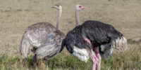Common Ostrich
