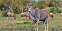 Eland Bull ??????????????????????????????????????????????????????????????????????????????????????????????????????????????????????????????????????????????????????????????????????????????????????????????????????????????????????????????