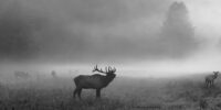 Foggy Morning Elk ?????????????????????????????????????????????????????????????????????????????????????????????????????????????????????????????????????????????????????????????????????????????????????????????????????????????