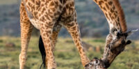 Giraffe Mother with Newborn Calf ?????????????????????????????????????????????????????????????????????