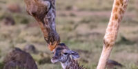Giraffe Newborn Kiss Giraffe Newborn Kiss