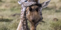 Giraffe Newborn Snuggles its Mother Giraffe Newborn Snuggles its Mother