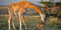 Giraffe Newborn Struggle to Rise ????????????????????????????????????????????????????????????????????????????????????