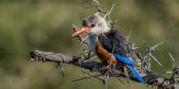 Gray-headed Kingfisher