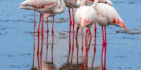 Greater Flamingo