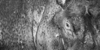 Hippopotamus Closeup - Monochrome ?????????????????????????????????????????????????????????????????????????????????????????????????????????????????????????????????????????????????????????????????????????????