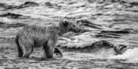 Into the Waves of Naknek Lake - Brown Bear ????????????????????????????????????????????????????????????????????????????????????????????????????????????????????????????????????????????????????????????????????????????????????????????????????????????????????????????????????????????????????????