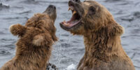 Katmai Confrontation - Brown Bear Katmai Confrontation - Brown Bear