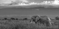 Kilimanjaro Elephant ????????????????????????????????????????????????????????????????????????????????????????????????????????????????????????????????????????????????????????????????????????????????????????????????????
