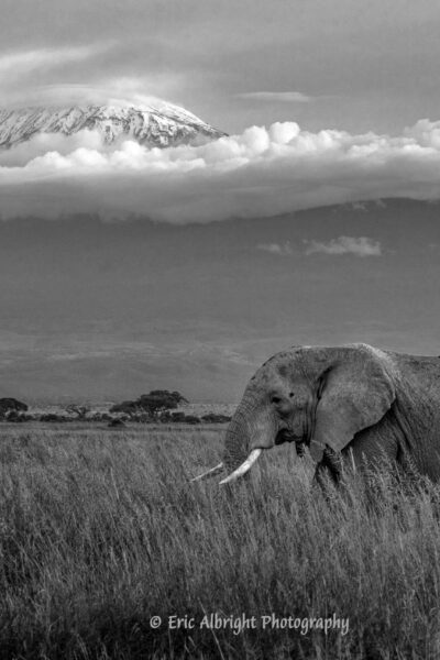 Kilimanjaro Elephant ????????????????????????????????????????????????????????????????????????????????????????????????????????????????????????????????????????????????????????????????????????????????????????????????????