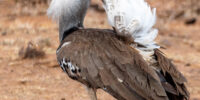 Kori Bustard