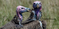 Lappet-faced Vulture