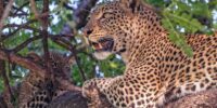 Leopard Mother in Tree ???????????????????????????????????????????????????????????????????????????????????????????????????????????????????????????????????????????????????????????????????????????????
