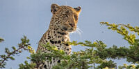 Leopard Peeping Over Tree Leopard Peeping Over Tree