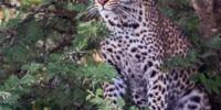 Leopard Sitting in Thorny Tree ???????????????????????????????????????????????????????????????????????????????????????????????????????????????????????????????????????????????????