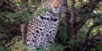 Leopard in Thorny Tree
