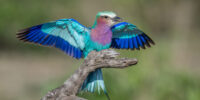 Lilac-breasted Roller