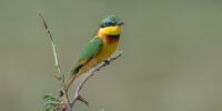 Little Bee-eater