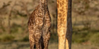 Maasai Giraffe Newborn ??????????????????????????????????????????????????????????????????????????????????????????????????????????????????????????????????????????????