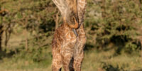 Maasai Giraffe with Newborn ??????????????????????????????????????????????????????????