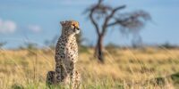 Maasai Mara Reserve Cheetah - Nagol ???????????????????????????????????????????????????????????????????????????????????????????????????????????????????????????????????????????
