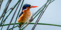 Malachite Kingfisher