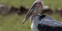 Marabou Stork