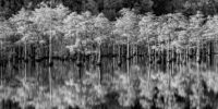 Mill Pond Reflections - Monochrome ????????????????????????????????????????????????????????????????????????????????????????????????????????????????????????????????????????????????????????????????????????????????