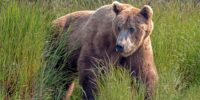 Out of the Grasses - Brown Bear Out of the Grasses - Brown Bear