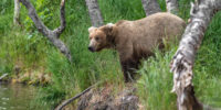 Overlooking Brooks River - Brown Bear Overlooking Brooks River - Brown Bear