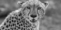 Portrait Cheetah Portrait Cheetah