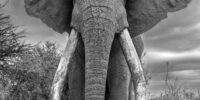 Portrait of Craig - African Elephant ?????????????????????????????????????????????????????????????????????????????????????????????????????????????????????????????????????????????????