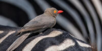 Red-billed Oxpecker