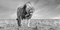 Return of the King - African Lion ???????????????????????????????????????????????????????????????????????????????????????????????????????????????????????????????????????????????????????????????????????????????????????????????????????????????????????????????????????????????????????????????????????????????????????????????????????????????