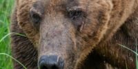 Scarred by Life - Brown Bear Scarred by Life - Brown Bear
