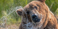 Shake Dry - Brown Bear Shake Dry - Brown Bear