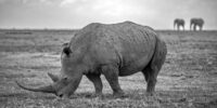 Southern White Rhinoceros of Ol Pejeta Southern White Rhinoceros of Ol Pejeta