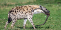 Spotted Hyena with Impala Horns ??????????????????????????????????????????????????????????????????????????????????????????????????????????????????????????????????????????????????????