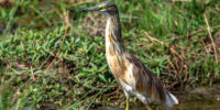Squacco Heron