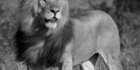 The King Osupat - African Lion - BW ???????????????????????????????????????????????????????????????