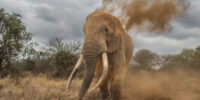 Umoja Dust Up - Tusker Elephant ??????????????????????????????????????????????????????????????????????????????????????????